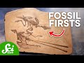 Fossil Record and Evolutionary Milestones