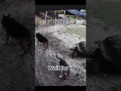 Dog Meets Giant Tortoise and THIS Happens!