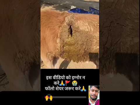 Mis you gay।😭#shortvideo #shortsvideo #trending #viralvideo