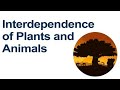 Ecosystem Roles and Plant Processes