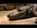 Alligator and Crocodile Differences