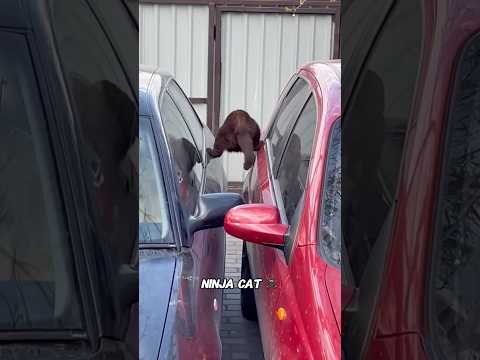 Ninja Cat 🥷 #cat #funny #funnycats #catvideos #pets #ninja #kitten #animals #fyp