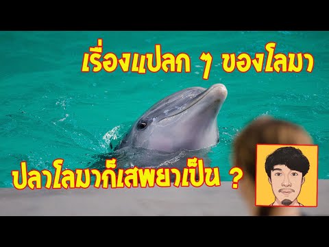 โลมาเสพยาเป็นด้วย-เรื่องแปลก-ๆ-ของปลาโลมาที่หลายคนไม่เคยรู้- เล่าเรื่อง โลมาเสพยาเป็นด้วย เรื่องแปลก ๆ ของปลาโลมาที่หลายคนไม่เคยรู้