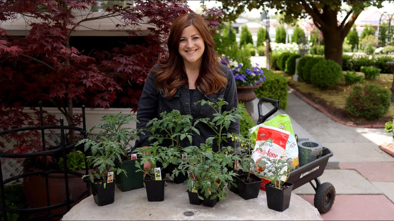 Tomato Growing Basics & Planting Tips!
