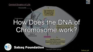 How Does the DNA of Chromosome work?