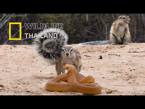 กระรอกนักล่าผู้ไม่กลัวงู!  สัตว์ตัวเล็กหัวใจใหญ่ |สารคดีสัตว์ WILDLIFE