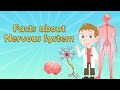 Exploring the Nervous System: Fun Facts for Kids