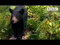 Bear Behavior and Nutrition