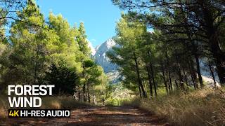 Powerful Wind Sounds for Insomnia | Pine Forest White Noise