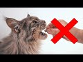 Toxic Foods and Risks for Cats
