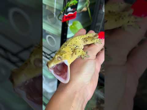 Nature Transformation!! #animals #animallife #shorts