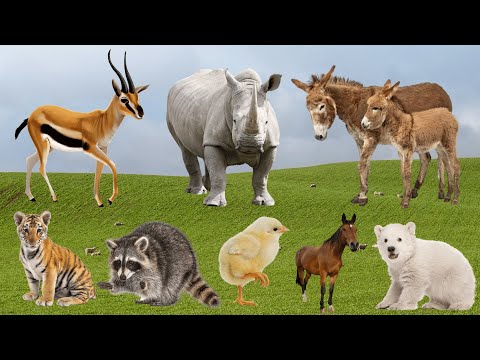 Cute Farm Animals: Antelope, Rhinoceros, Donkey, Tiger, Raccoon, Chicken, Horse – Animal Sounds