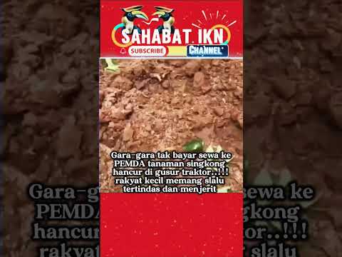 Gara-gara tak bayar sewa kePEMDA tanaman singkong hancur di gusur traktor..!!!rakyat kecil #funny