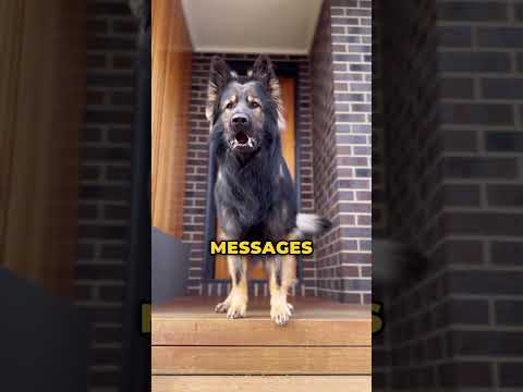 The Ultimate Warriors of the Dog World!
