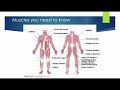 Exploring Agonists, Antagonists, and Muscle Contractions
