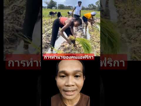 การทำนาของคนแอฟริกา #shortviralclips #amazing