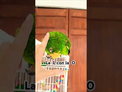 Practicando #funnyanimals #parrotlover #birdlovers #parrot #talkingparrot #parrottalking #gracioso