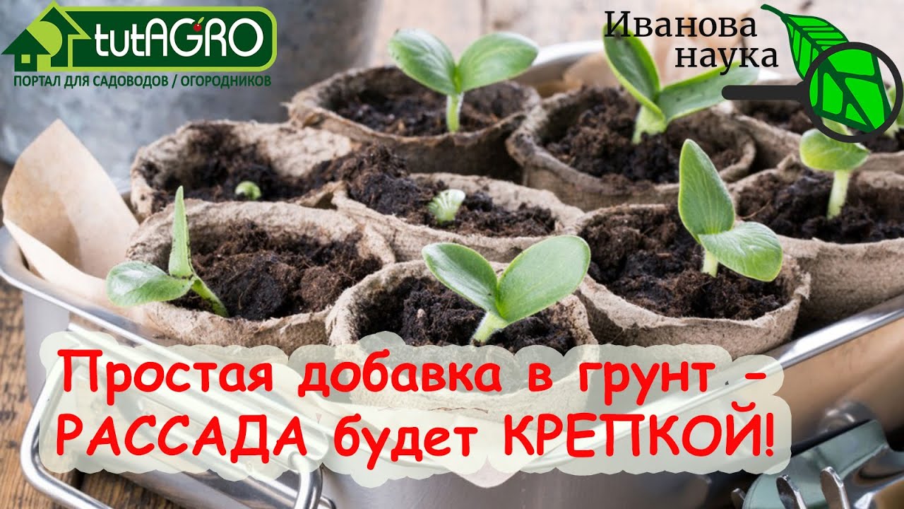 Простейший копеечный способ получить очень качественную рассаду. Просто добавьте это в грунт