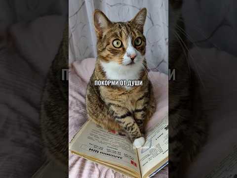 К ШКОЛЕ ГОТОВ😅КОТИК УЧИТ ПРАВИЛО😄 #cat #котики #юмор