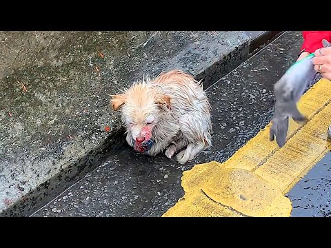 Stray dog hit by a car lies curled up by the roadside,blood in its mouth,hoping someone stop for it