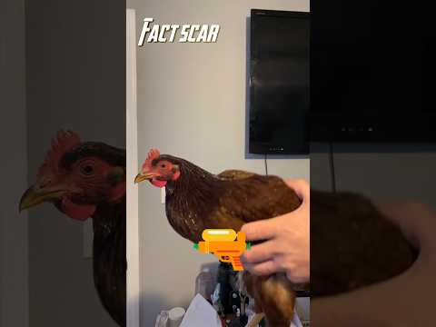 ¡La gallina que no mueve la cabeza! 🐔😱 #CienciaCuriosa