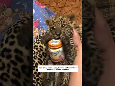 This family found a baby leopard on the road who had lost its mother #shortvideo #animalrescue