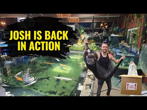 Loads of Rare Fish Get Adopted out While New Fish make their way into the Rescue!