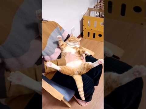 funny cat (( FUNNY CAT )) funny cat