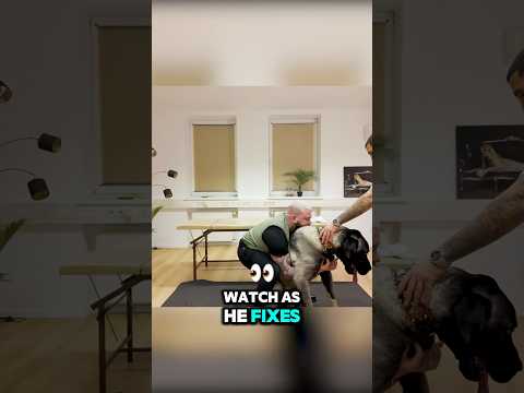 BIG Dog Hurt Man’s Back!