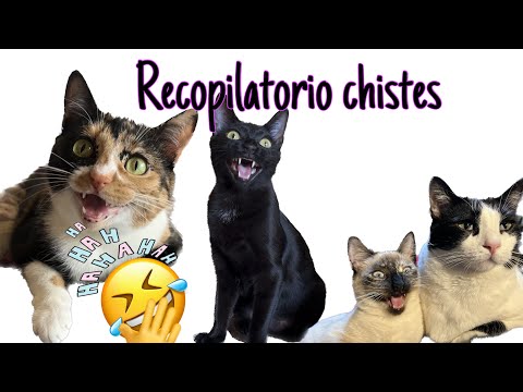 Recopilatorio 13 de Chistes