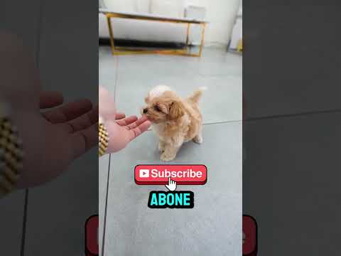 Mezara Yaklaştı ve Olanlar Kabus Gibi! 💀⚠️ #shorts