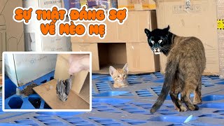 Đám Mèo Hoang Đã Gây Ra Tai Hoạ Lớn - Sự Thật Đáng Sợ Về Mèo Mẹ