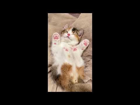 🔴🐾Cute Cat! 😼🎯#shorts #funny #cute #cat #kitten #meow