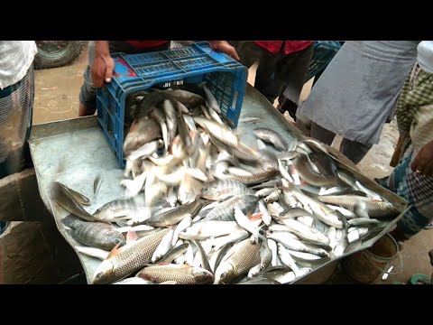 সকাল সকাল জমজমাট মাছের আড়ৎ daliylifestyle #fish #villagelife