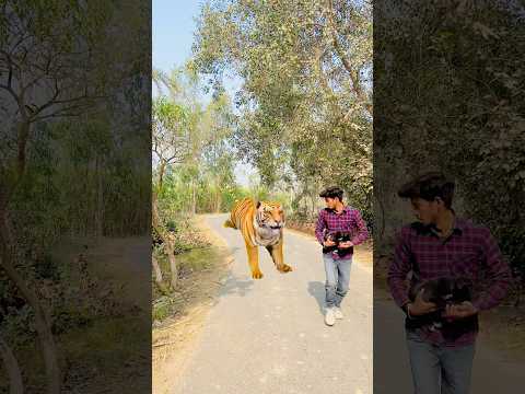  छोटा puppy 🥺 और शेर🦁|| Power of Hanuman || #shorts #hanuman #bhakti #lion #viral #shorts