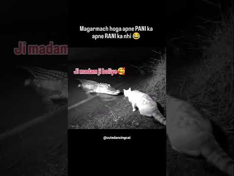 Madam ji ka hukum sar aankho par #relatable #funny #meme #couplegoals #memes #couples #paw #cat #fyp