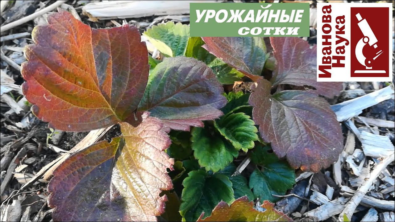 Покраснели листья у клубники земляники. Чем помочь, чтобы не лишиться урожая?