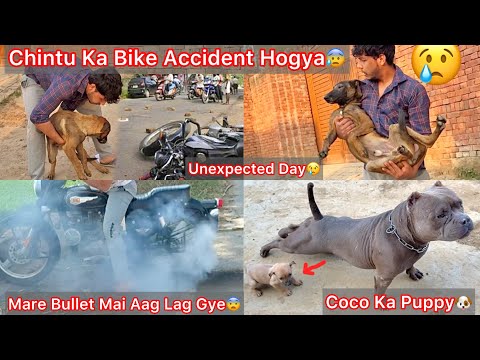 Chintu Ko Bike Vala N Takkar Mar De Raod Cros Karta Hua😡Unexpected Day😢|| Chinki Puppies Vs Rabbit