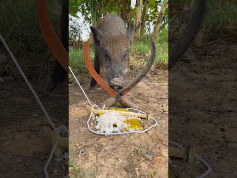 New Technique Wild Pig Trap Make Using Two sickles #wildanimal #shortvideo #animals #shorts