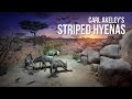 Hyena Diorama Insights and Impacts