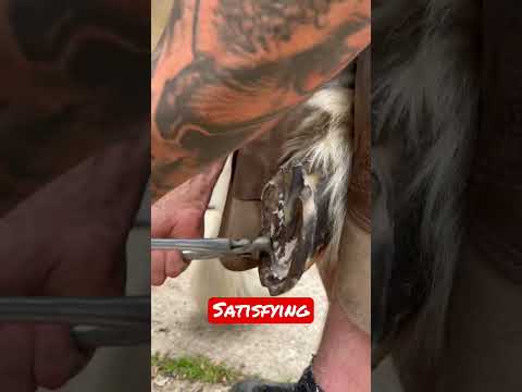 Satisfying hoof trim #asmr #oddlysatisfying  #equestrian