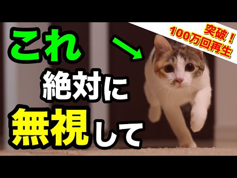 無視した方がイイ猫の行動10選を獣医師が解説します