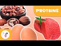 Understanding Proteins