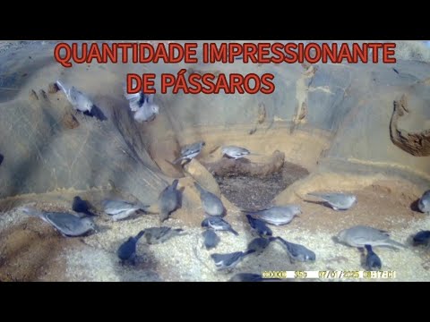NUNCA TINHA VISTO TANTOS PÁSSAROS JUNTOS