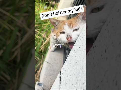 Don't touch my 😽🙀#cats #kittens #short #shortsvideo #viralshort