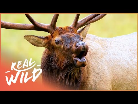 YouTube video thumbnail: Discovering Colorado's Rocky Animal Empire