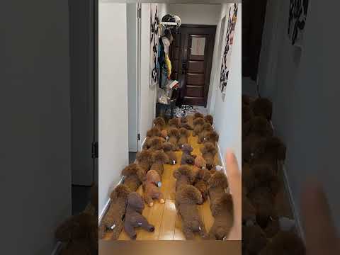 The owner was not able to find his dog because his dog looked like a toy