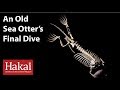 Sea Otter Skeleton Study Insights