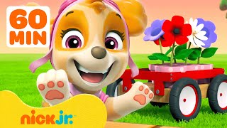 PAW Patrol Pups Grow Plants & Flowers! w/ Skye #4 🌱 60 Minutes | Nick Jr.