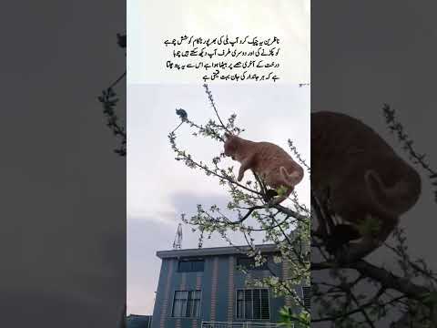 The life of every living being is very precious #viralvideo